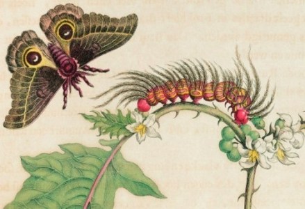 Image result for maria merian paintings